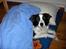 Border collie Eira (aflivet):O(