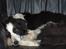 Border collie Eira (aflivet):O( - eira sover;O)