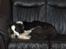 Border collie Eira (aflivet):O( - sover stadig