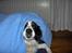 Border collie Eira (aflivet):O( - eira gemmer sig;O)