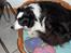 Border collie Eira (aflivet):O( - eira ligger i sin kurv