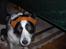 Border collie Eira (aflivet):O( - eller måske er det lidt pinligtXD
