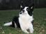 Border collie Mulan - Taget af Christine