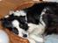 Border collie Eira (aflivet):O( - sover igen