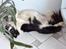 Border collie Eira (aflivet):O( - fjolle