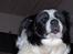 Border collie Eira (aflivet):O( - hihi