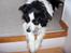 Border collie Eira (aflivet):O( - eira kigger ned;O)