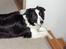 Border collie Eira (aflivet):O( - eira kigger på fotografen;O)