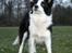 Border collie Mulan - Taget af Christine
