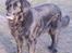 Blanding af racer Buster