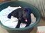 Labrador retriever maja