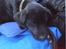 Labrador retriever maja - Her er vi på vej hjem for første gang