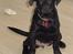 Labrador retriever maja