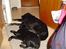 Labrador retriever maja