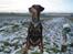 Dobermann Jotunheim´s Drome "Diser"