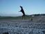 Dobermann Jotunheim´s Drome "Diser"