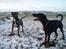 Dobermann Jotunheim´s Drome "Diser"