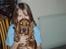 Cocker spaniel Sisse  - smil......