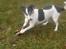 Jack russell terrier Funny R.I.P - r.i.p er her desvære ikke mere døde i maj :O(