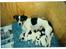 Jack russell terrier Funny R.I.P