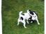 Jack russell terrier Funny R.I.P