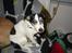 Jack russell terrier Funny R.I.P