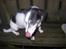 Jack russell terrier Funny R.I.P