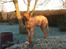 Rhodesian ridgeback Hazinas 4th Ajabu - Gaius