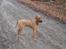 Rhodesian ridgeback Hazinas 4th Ajabu - Gaius