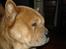 Chow chow Balou