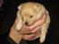 Pomeranian Trille - Det er så min datter, Perle. Ligner hun ikke mig? 