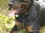Rottweiler Victor