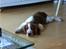 Welsh springer spaniel Simba