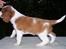 Welsh springer spaniel Simba