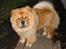 Chow chow Fuh-Thu-chow Inka-Rose