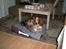 Welsh springer spaniel Simba