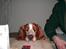 Welsh springer spaniel Simba