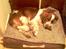 Welsh springer spaniel Simba