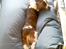 Welsh springer spaniel Simba