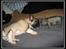 Fransk bulldog Kato *RIP* - Hvem er hvem?:-) 