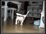 Fransk bulldog Kato *RIP* - Weeeeeeee!