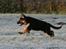 Schæferhund Odin R.I.P. - jubii lege