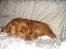 Cocker spaniel Oliver