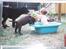 Labrador retriever Willi * aflivet :'( * - Willi og Sille vil også bade med mig i mit lille badekar xD
