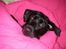 Labrador retriever Formel 1 *Fie <3* - Fie der ligger  og putter