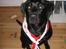 Labrador retriever Formel 1 *Fie <3* - Fie der er klædt ud som fodboldfanXD
