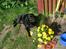Labrador retriever Formel 1 *Fie <3* - et dejligt sommer billede