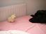 Labrador retriever Formel 1 *Fie <3* - Sødt ikk?