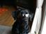 Labrador retriever Formel 1 *Fie <3* - Smart ass´