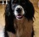 Blanding af racer viktor RIP 4/1-2011